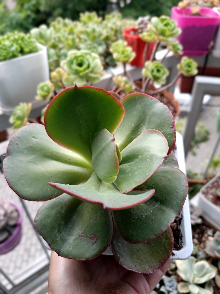 Echeveria Suyon