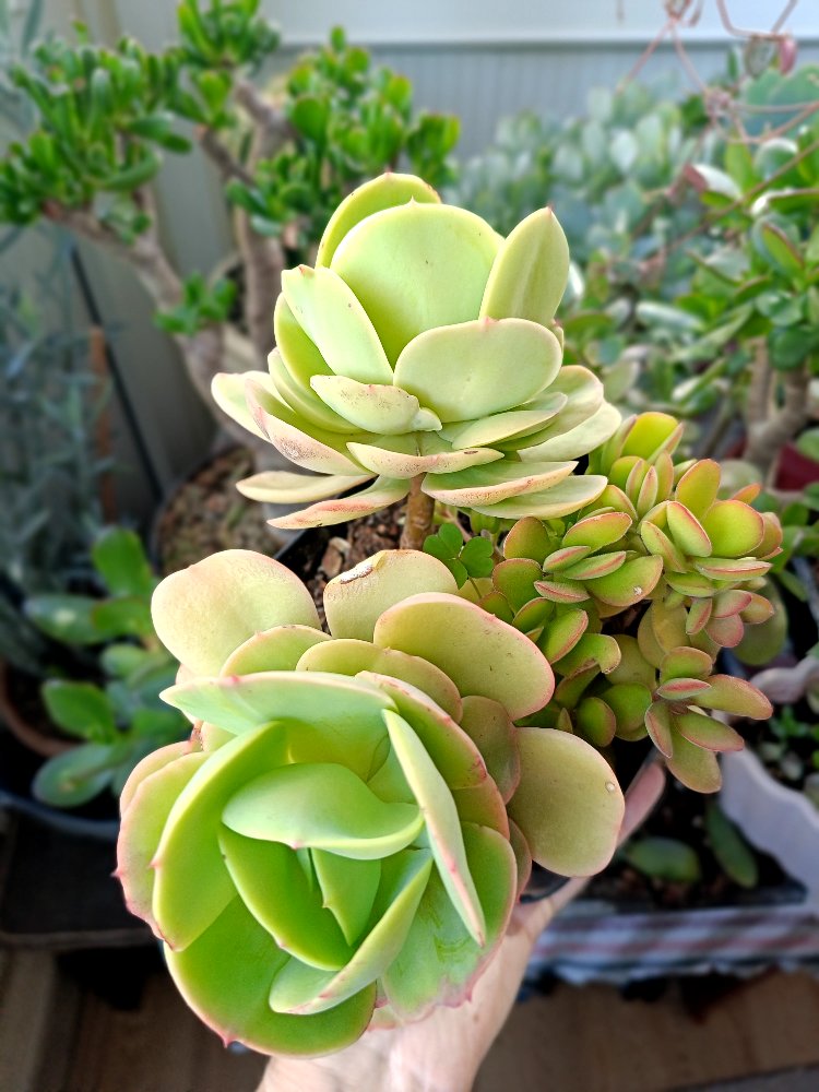 Echeveria Peach Pride