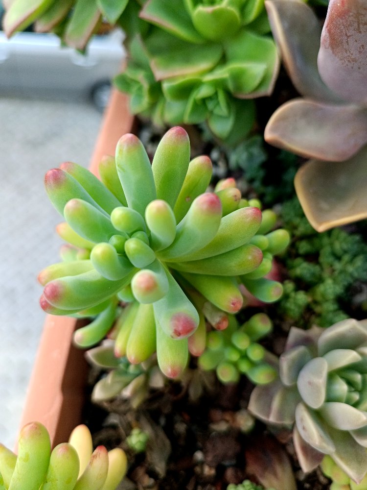 Sedum 