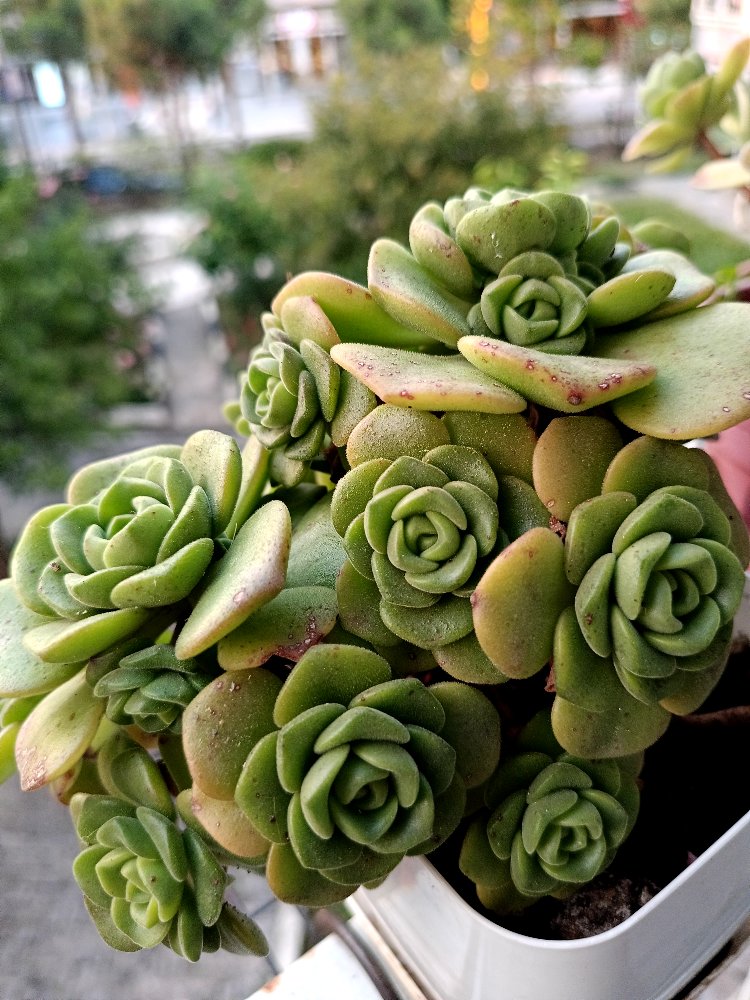 Aeonium lily pad 
