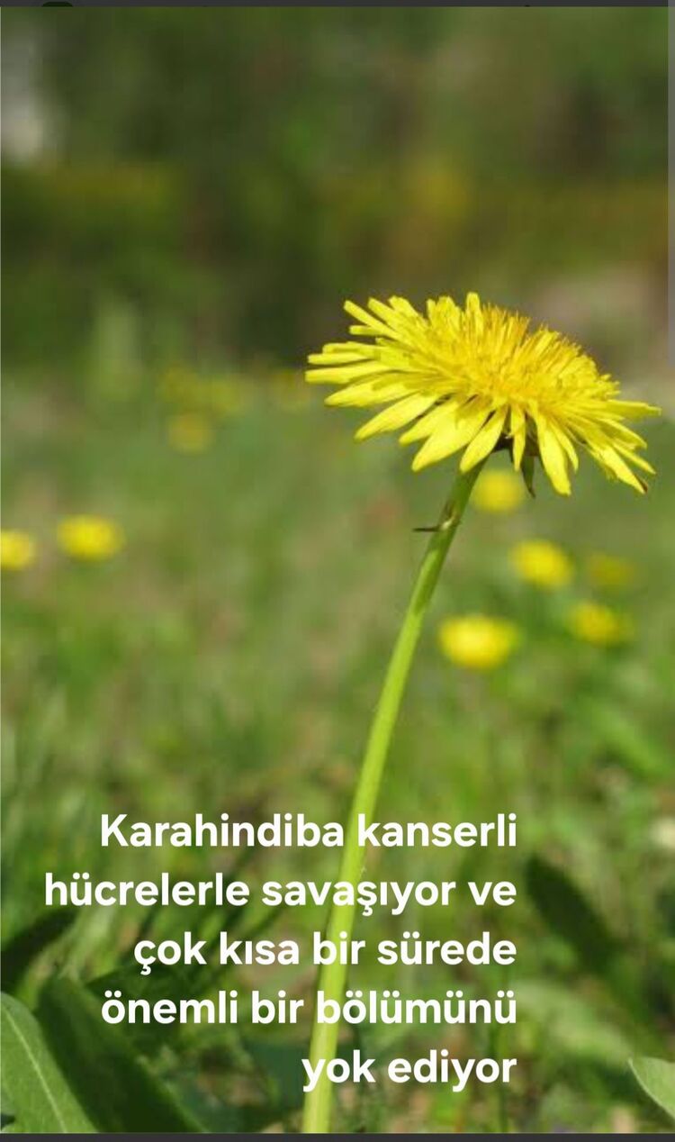 Karahindiba Sirkesi