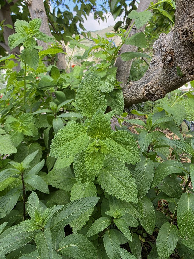 Limon Melisa (oğul otu ) Fidesi