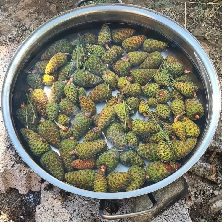 Şekersiz kozalak şurubu