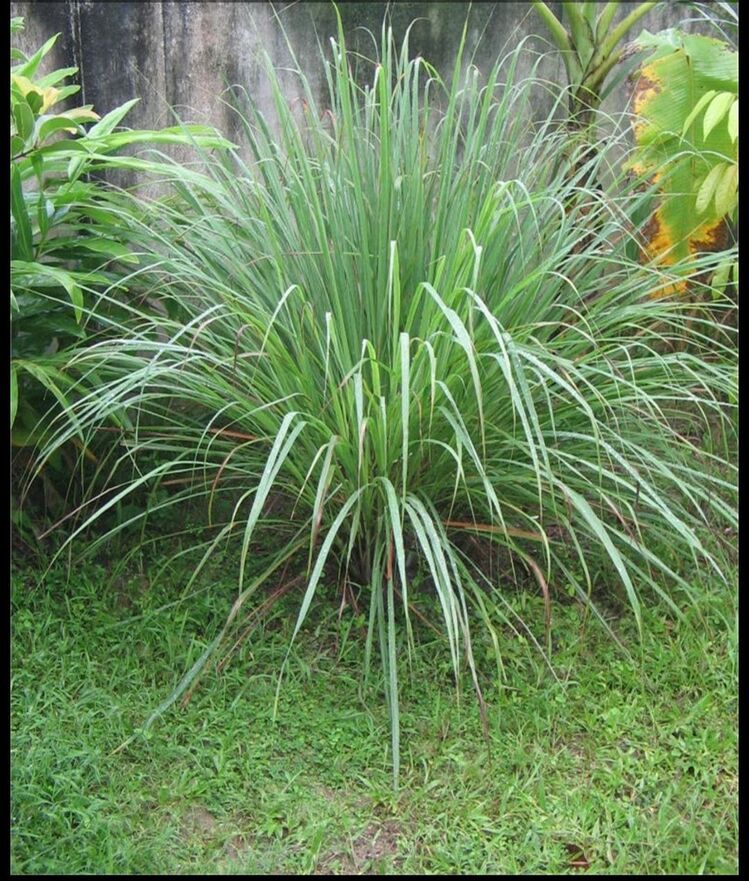 Limon otu (lime graas)