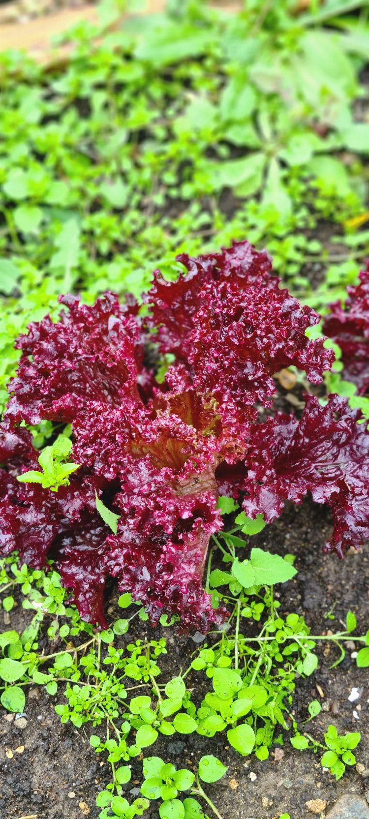 Yeşillik Grubu