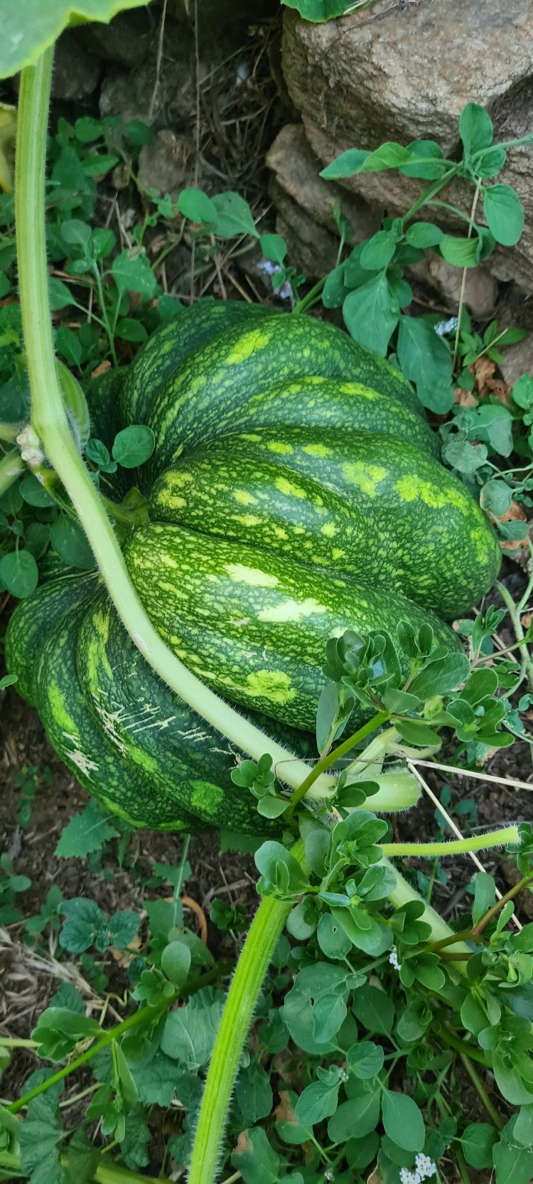Kabak Grubu