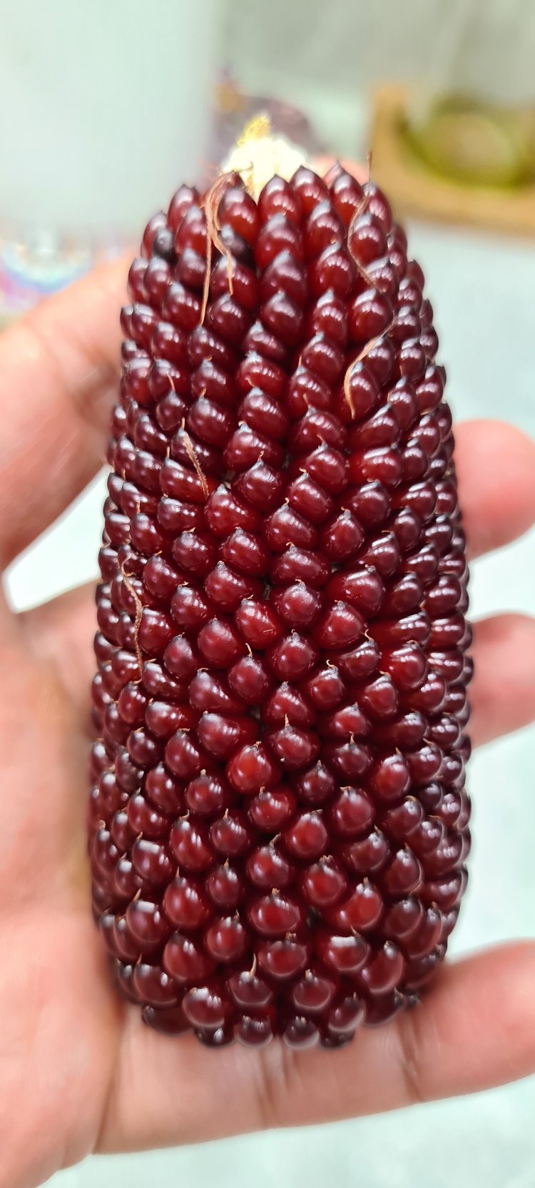 Mısır Grubu