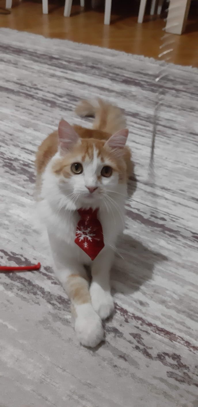 Leo destek dijital satış