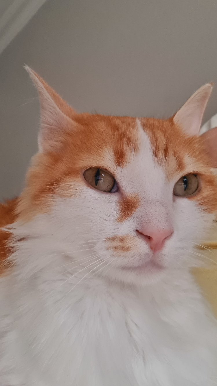 Leo'ya destek,Dijital Ürün
