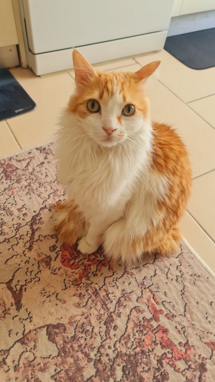 Leo'ya destek,Dijital Ürün