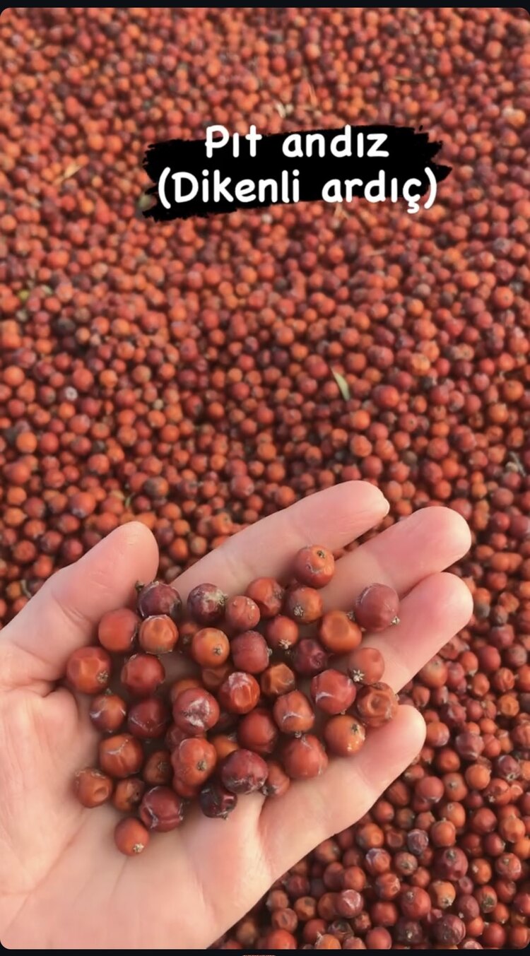 Pıt andız (dikenli ardıç) 250 gr