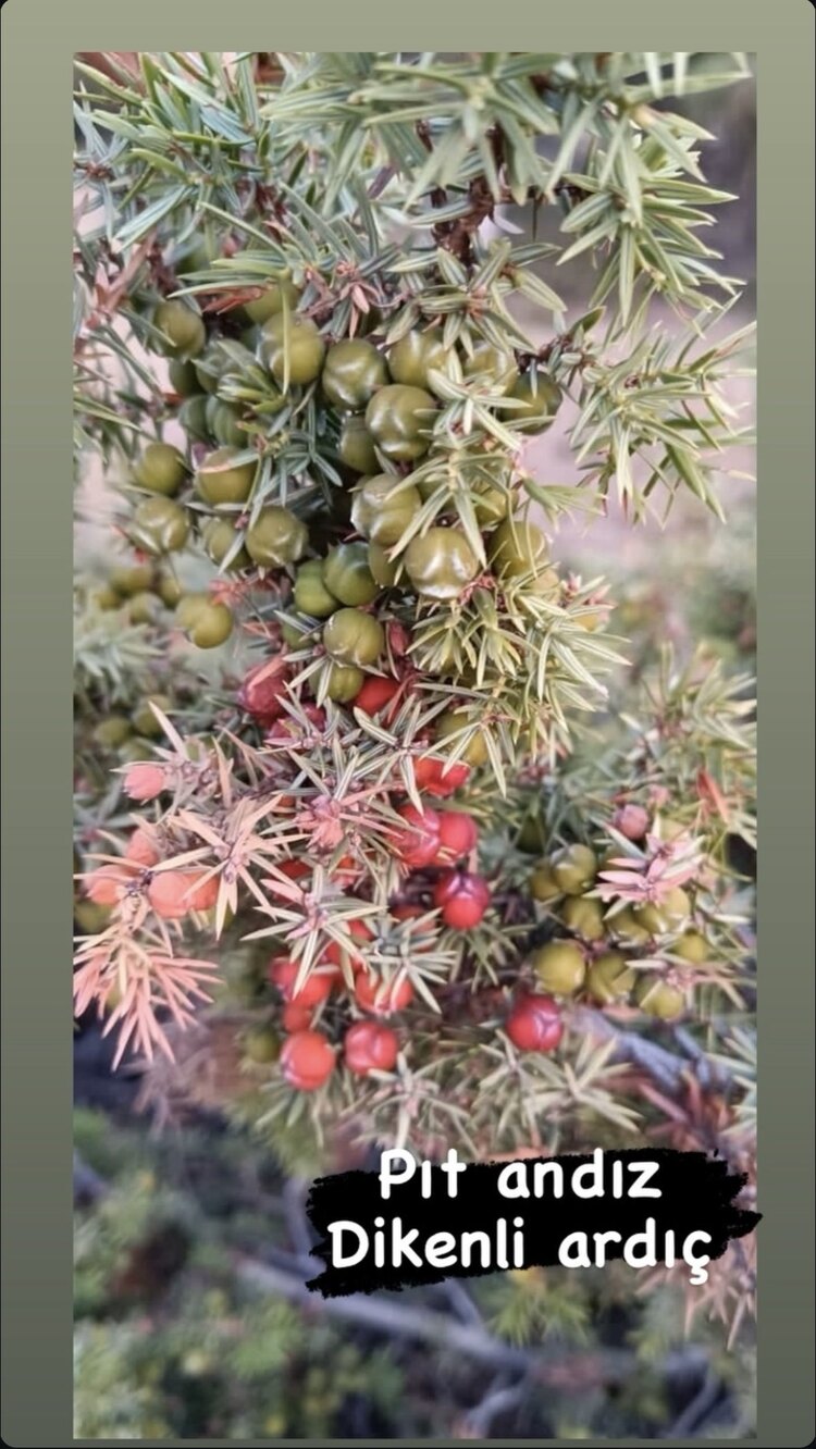 Pıt andız (dikenli ardıç) 250 gr