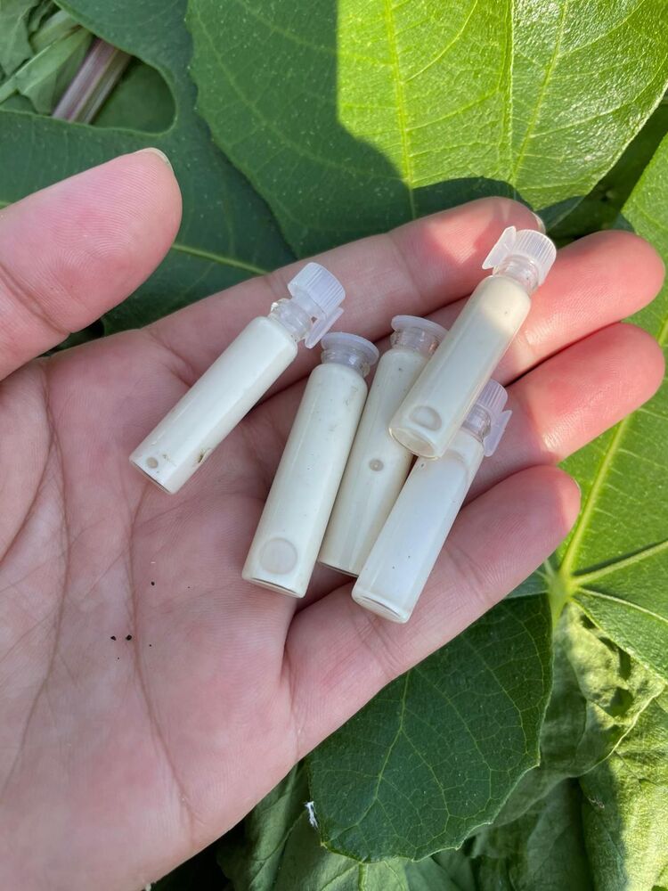 Saf incir sütü 50 ml