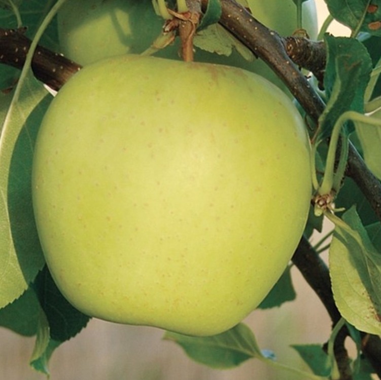 BPH01-3-0112 Yapay Doğal Taze Elma Meyve Orta Botanik Golden Delicious 1 Adet