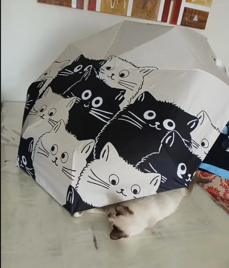 FB67307 Manuel Karikatür Siyah Beyaz Kedi Şemsiye UV Koruma Katlanabilir 1 Adet