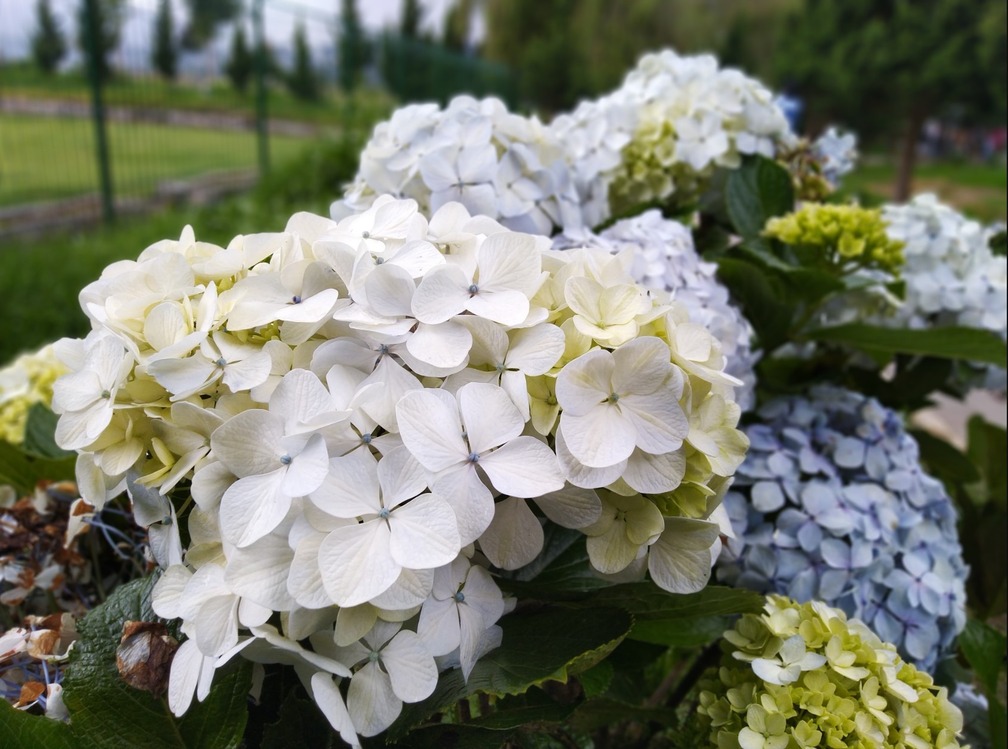 A366-060PK735 Yapay Çiçek Ortanca Hydrangea 35cm Dekoratif 1 Adet