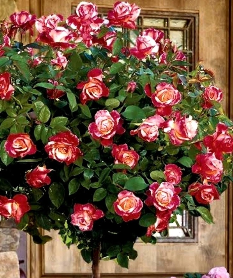 224-065A/PR Yapay Çiçek 52cm Ecquador Rose W/3 Set Of Leaves 1 Adet