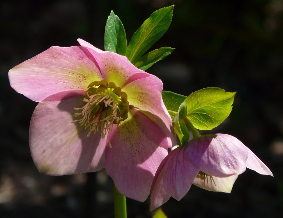 33-1583 Helleborus Spray x3 22,5inch Pembe Renk Yapay Çiçek 1 Adet