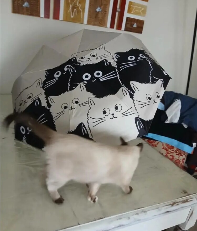 FB67307 Manuel Karikatür Siyah Beyaz Kedi Şemsiye UV Koruma Katlanabilir 1 Adet