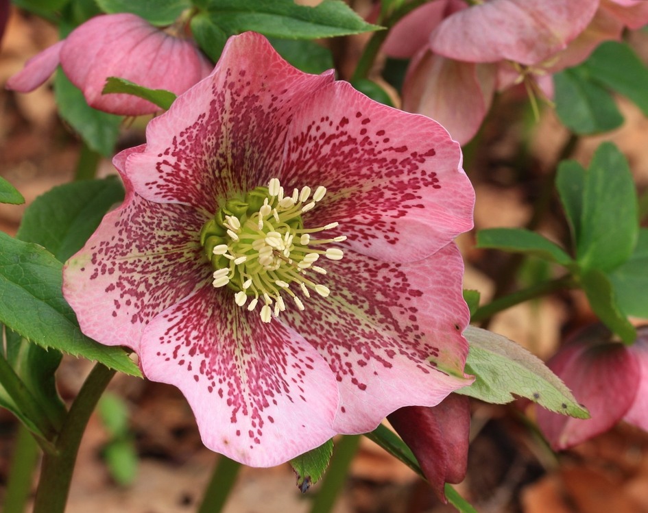 A33-1583 Helleborus Spray x3 22,5inch Fuşya Renk Yapay Çiçek 1 Adet