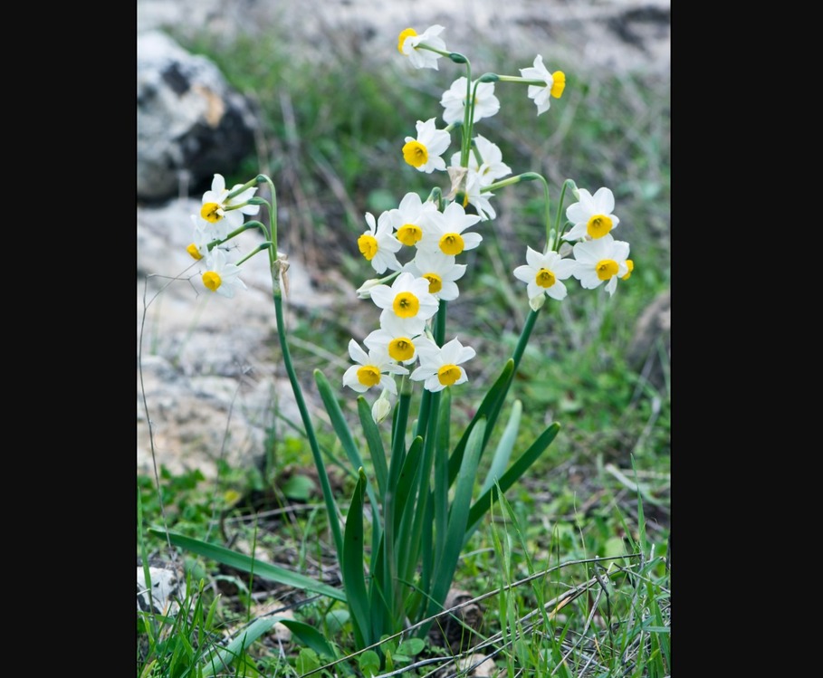 RE185W/Y Yapay Çiçek Narcissus Tazetta Dal Nergis Bitki 49cm 1 Adet
