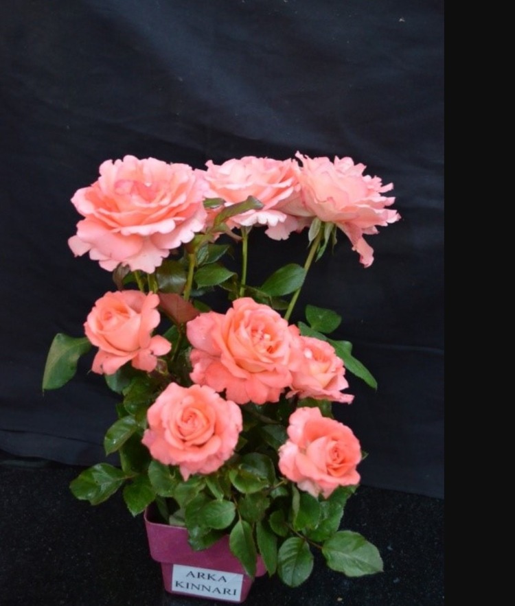 224-065A/PR Yapay Çiçek 52cm Ecquador Rose W/3 Set Of Leaves 1 Adet
