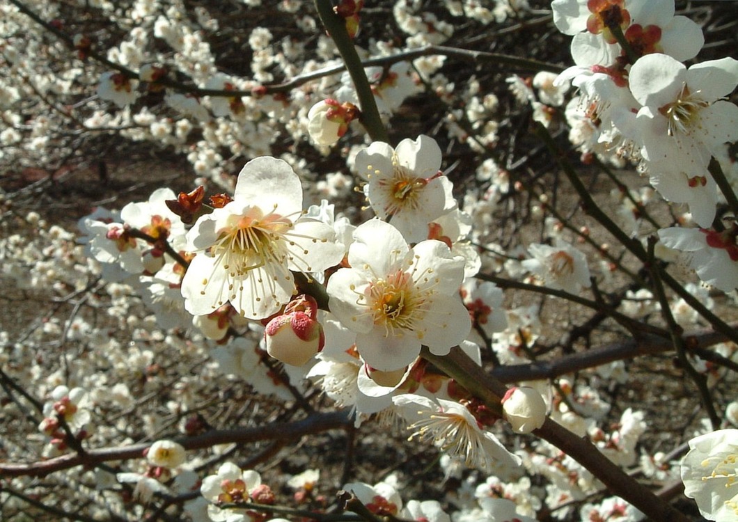 272-770 Yapay Çiçek Lincoln Cherry Blossom Branch 48inch Pink 1 Adet