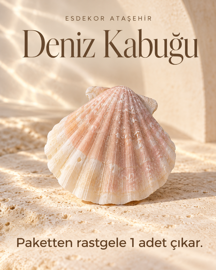171215102026 Yelpaze Formlu Dekoratif Deniz Kabuğu – 1 Adet