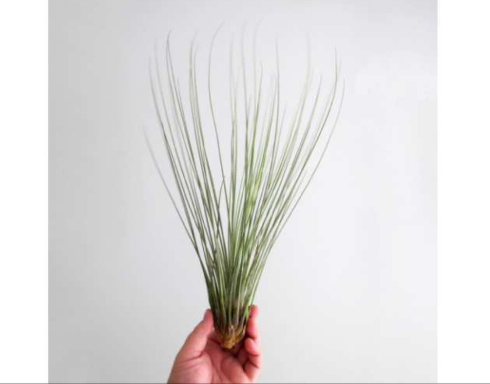 9372000488999 Yapay Bitki 45cm Tillandsia Juncea Dekoratif Gerçekçi 1 Adet
