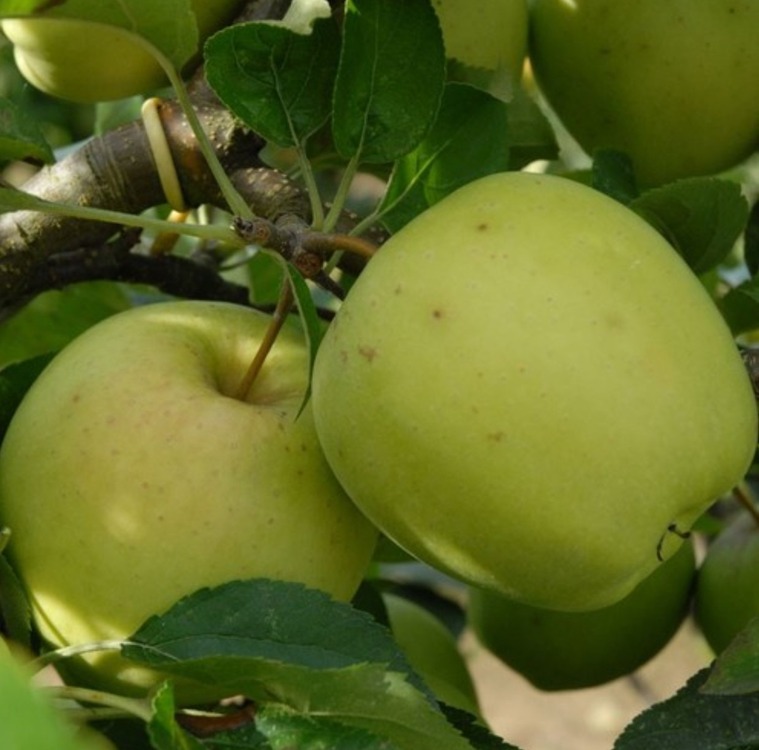 BPH01-3-0112 Yapay Doğal Taze Elma Meyve Orta Botanik Golden Delicious 1 Adet