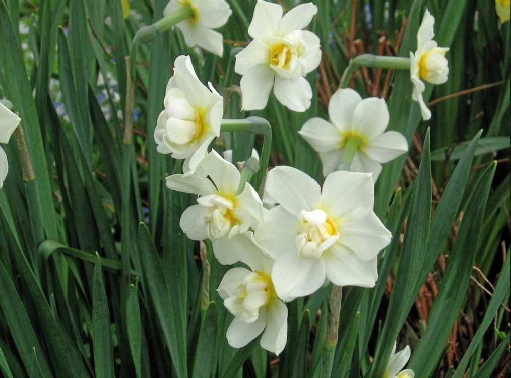 RE185W/Y Yapay Çiçek Narcissus Tazetta Dal Nergis Bitki 49cm 1 Adet