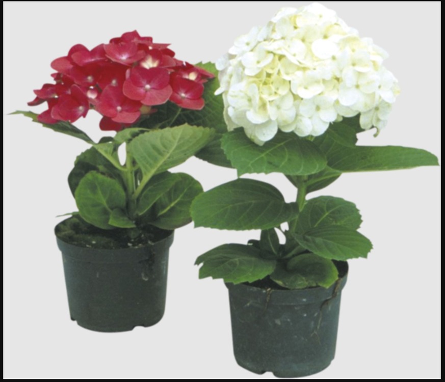 A366-060PK735 Yapay Çiçek Ortanca Hydrangea 35cm Dekoratif 1 Adet