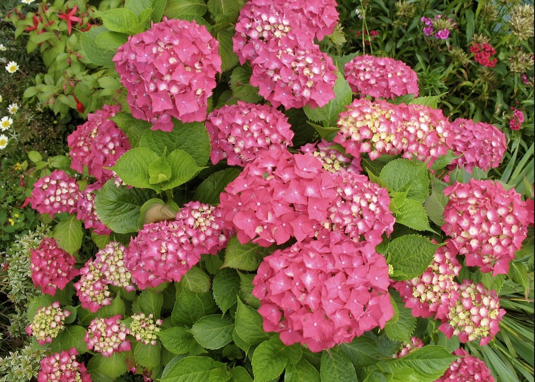 A366-060PK735 Yapay Çiçek Ortanca Hydrangea 35cm Dekoratif 1 Adet