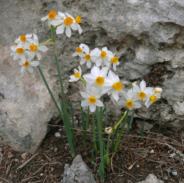 RE185W/Y Yapay Çiçek Narcissus Tazetta Dal Nergis Bitki 49cm 1 Adet