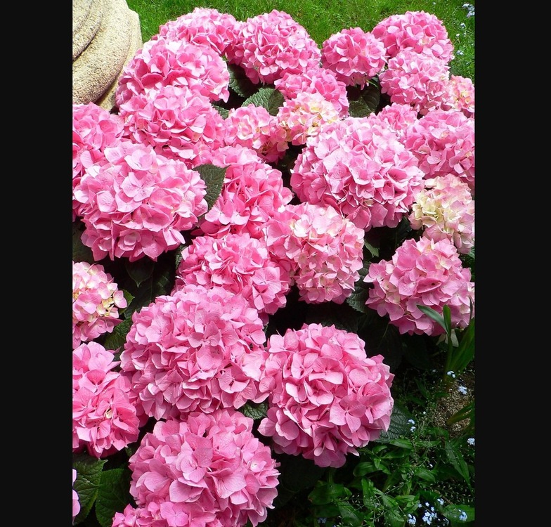 33-2145 Yapay Çiçek Ortanca Hydrangea Leaves 66cm Salmon 1 Adet