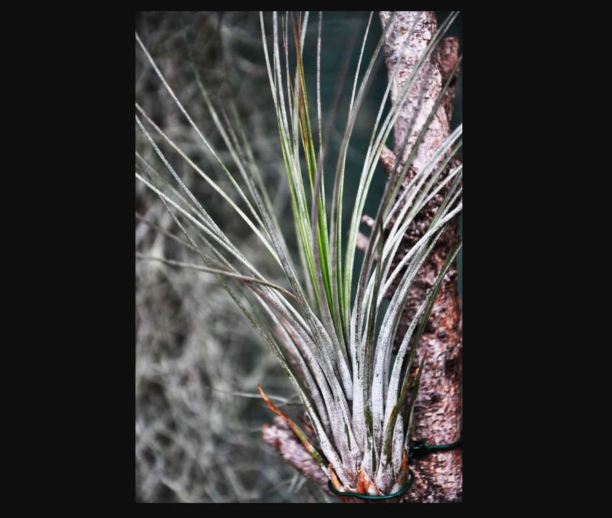 9372000488999 Yapay Bitki 45cm Tillandsia Juncea Dekoratif Gerçekçi 1 Adet