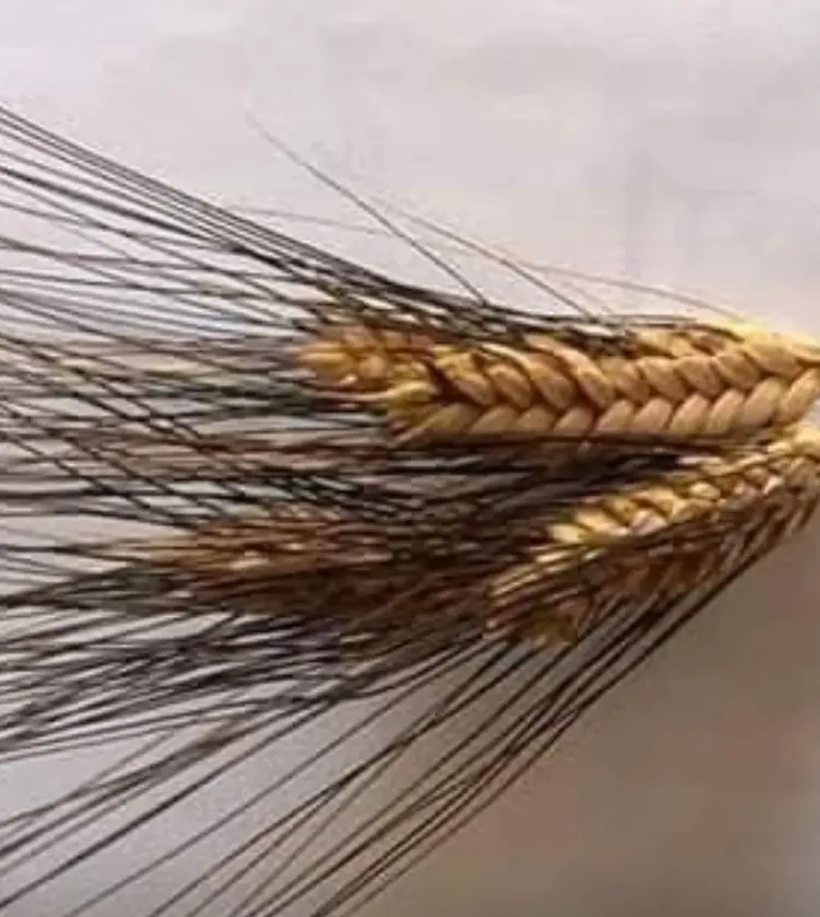 ESKİ DEĞİRMEN BAYRAMİÇ KARAKILÇIK BUĞDAY UNU 1KG