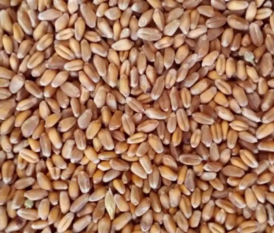ESKİ DEĞİRMEN BAYRAMİÇ KIZILCA BUĞDAY UNU 1 KG