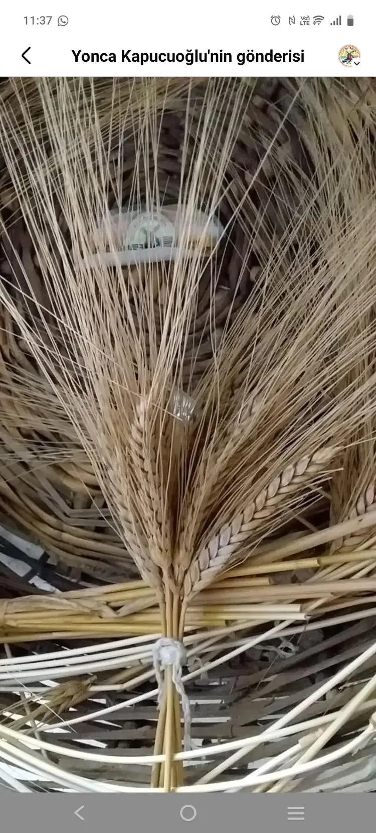 ESKİ DEĞİRMEN BAYRAMİÇ HAS SARI BUĞDAY UNU 1KG