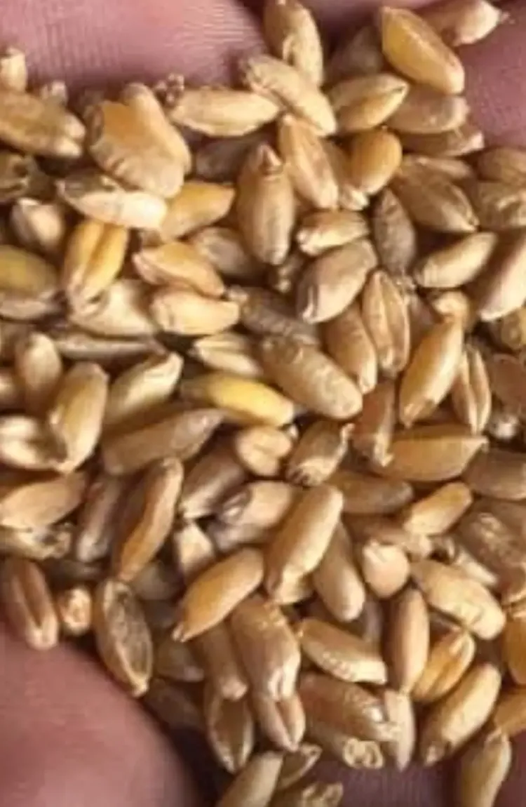 ESKİ DEĞİRMEN BAYRAMİÇ KARAKILÇIK BUĞDAY UNU 1KG