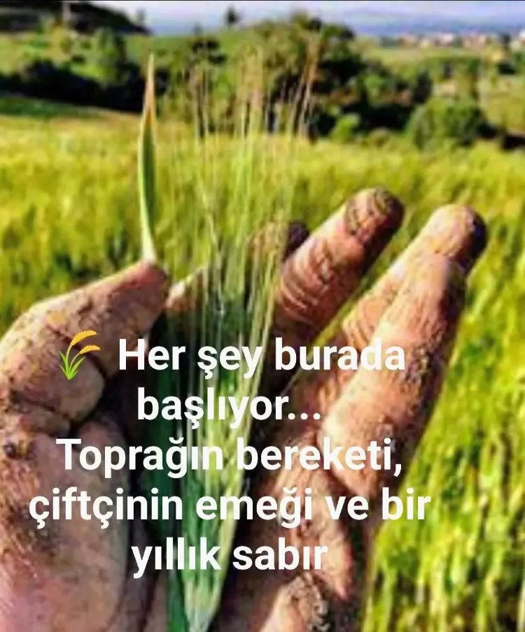 ESKİ DEĞİRMEN BAYRAMİÇ SARI BUĞDAY UNU 1KG