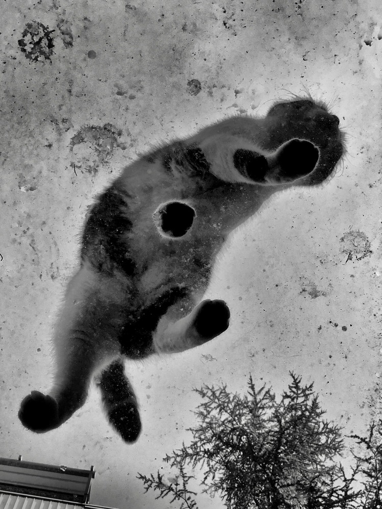 Cat Fever 