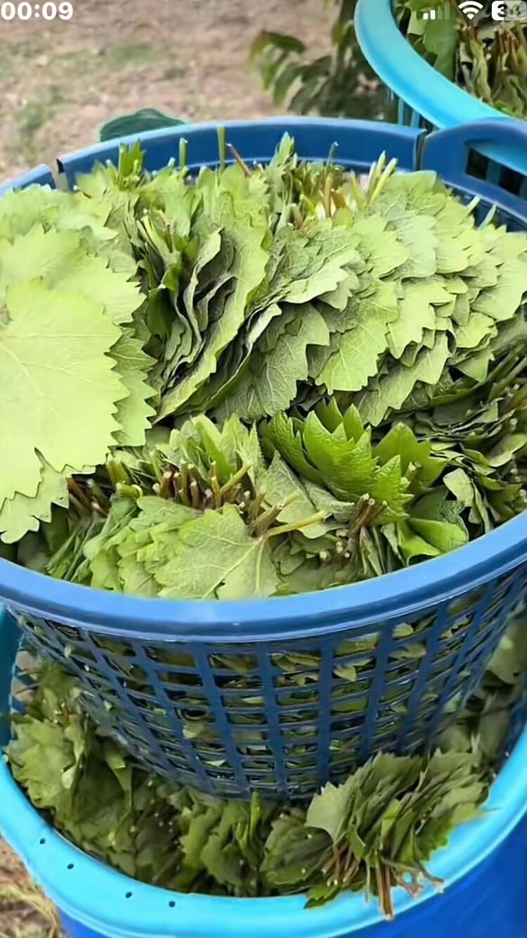 2026 YENİ SEZON BÜYÜK BOY TAZE SALAMURA 5 KG