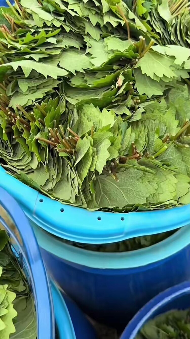 2026 YENİ SEZON BÜYÜK BOY TAZE SALAMURA 5 KG