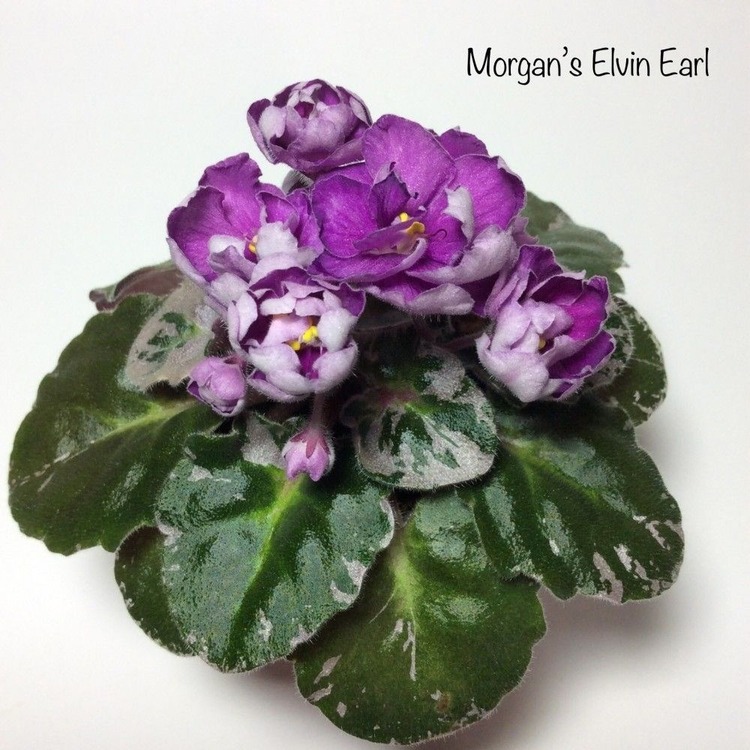 No 630 Morgan's elvin Earl fide 