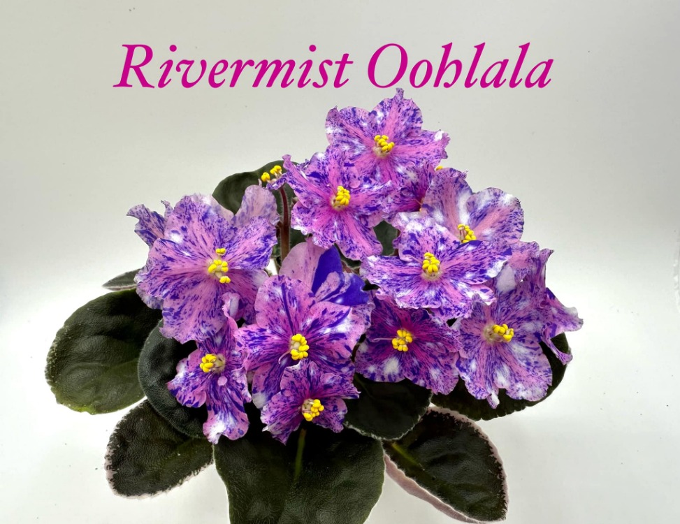 Üretin no 714 rivermist oohlala standart fide