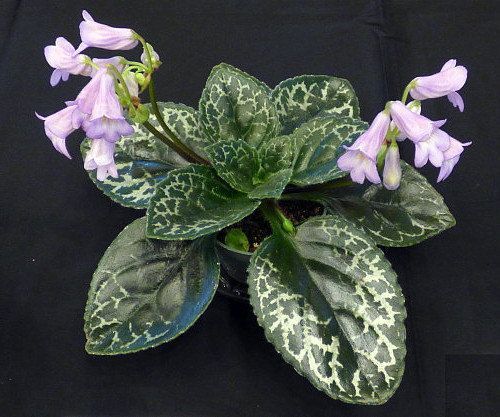 primulina hisako