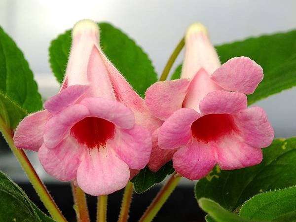 Sinningia hcy's cynthia yumrusu