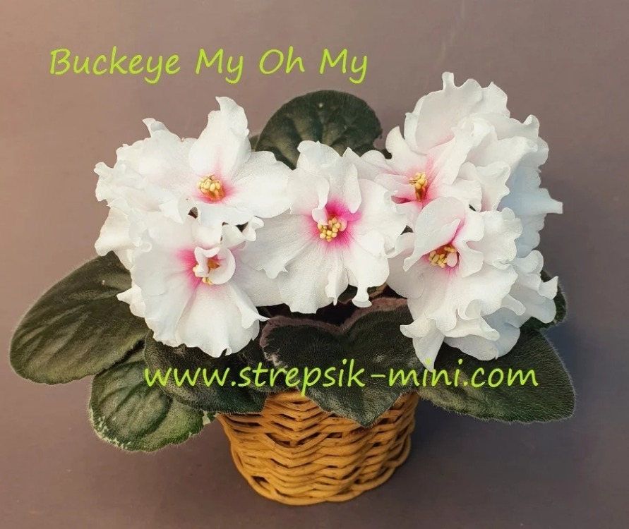Üretim No 704 Buckeye My Oh My standart fide