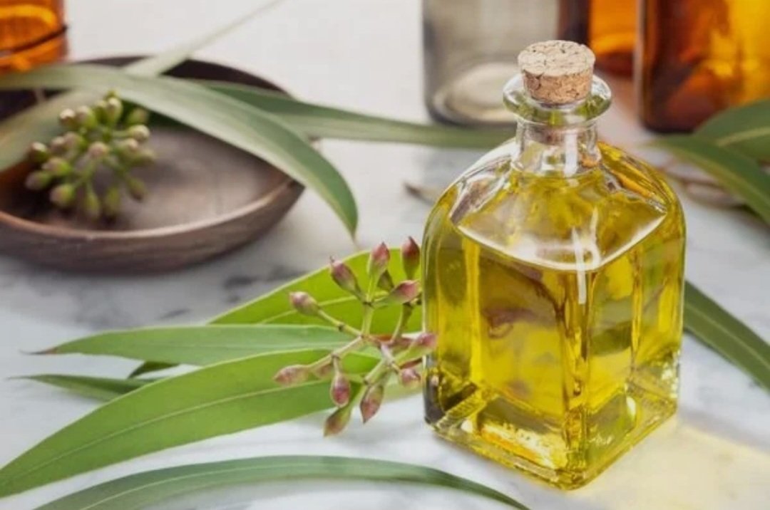 Okaliptus Uçucu Yağı 20 ml.